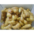 1kg Box China Fresh Ginger Root Price